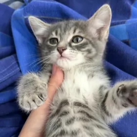котенок