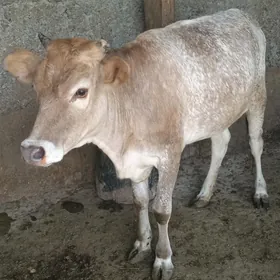 tüwe