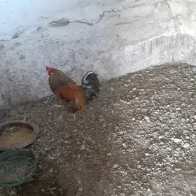 Horaz
