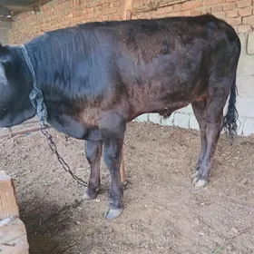 öküz
