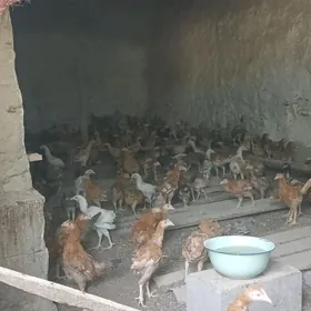 Gyzyl.Towuk.Juyje.