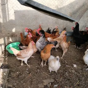 Horoz towuk