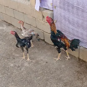 taşgent