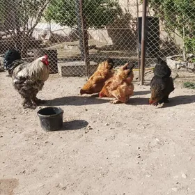 brama towuklar
