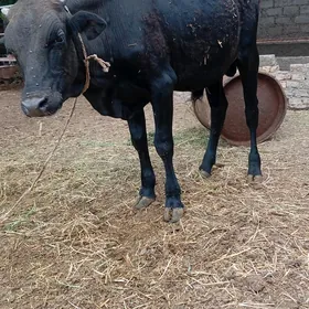 öküz