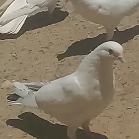 kepderi
