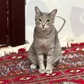 кот