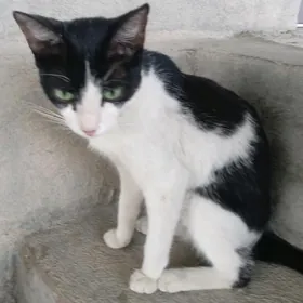 Ene pisik