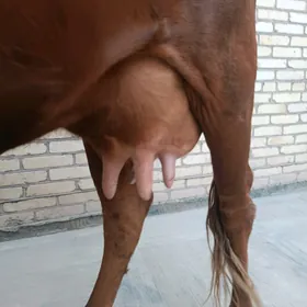 Goleli sygyr