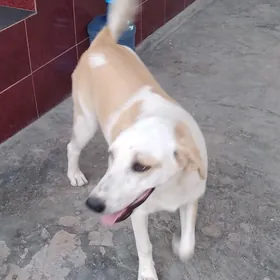 собака