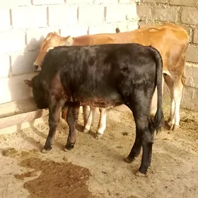 öküz