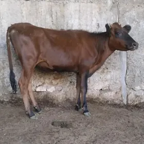 ŠWES TUWE