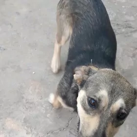 собака