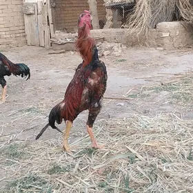 satılık bayess horaz