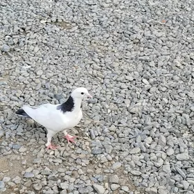 kepderi