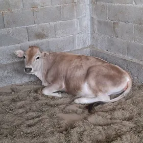 tüwe.