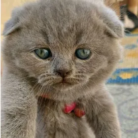 шотландские вислоухие котята