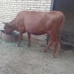 bogaz sygyr