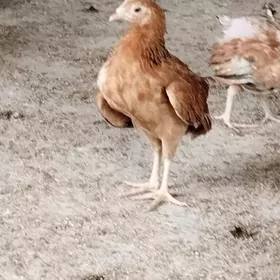 jüje
