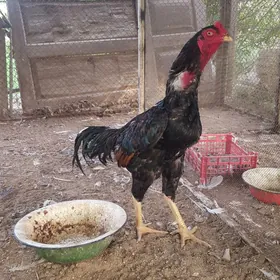 Taşkent horaz makisi bn
