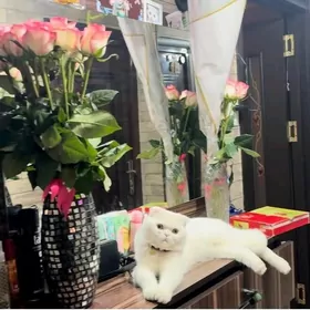 шотландский вислоухий кот