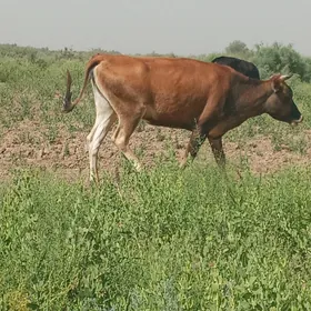 tüwe