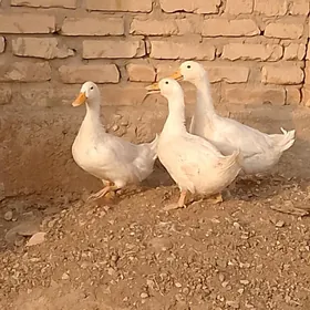Gak gak ördek