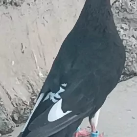 kepderi
