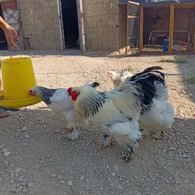 brama