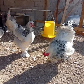 türkmen tawuk