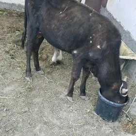 öküz
