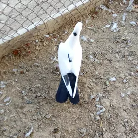 Kepderi