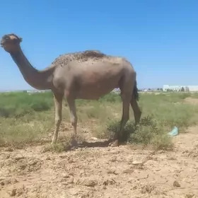 Дуе кошекли