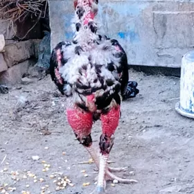 Horaz.