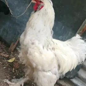 Horaz