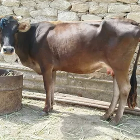 Sygyrlar