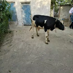 Ala okuz originalniy