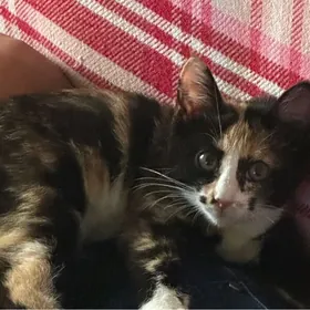 Котенок