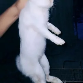 Tovşan