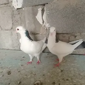 kepderi