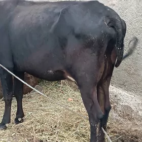 ÇORNI PUYOSTIR SYGYR