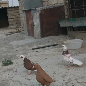 kepderi