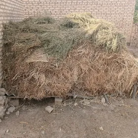 Ot ýorunja arassa