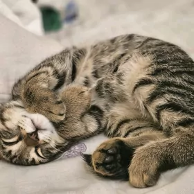 кошка