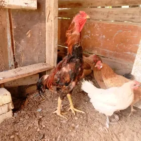 satılık bayess horaz