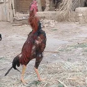 satılık bayess horaz