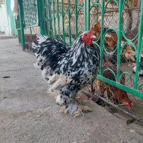 brama