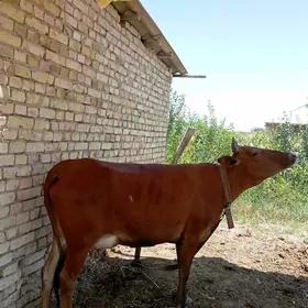 Göleli sygyr