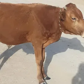 Ôkuz