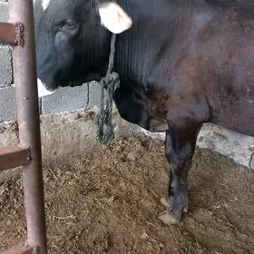 Ökiz